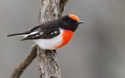 Robin, Red-capped, Chow16 res